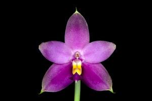 Phalaenopsis violacea fma. coerulea Jamie Fang HCC/AOS 78 pts.